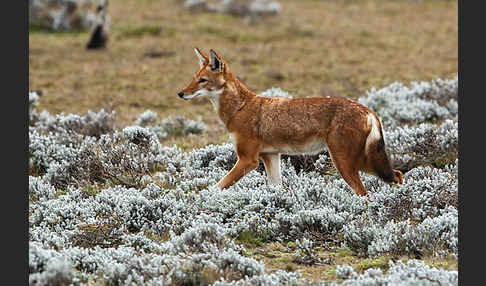 Äthiopischer Wolf (Canis simensis)