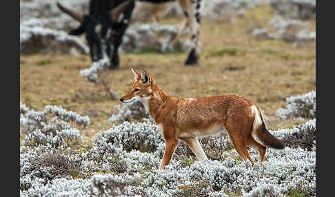 Äthiopischer Wolf (Canis simensis)