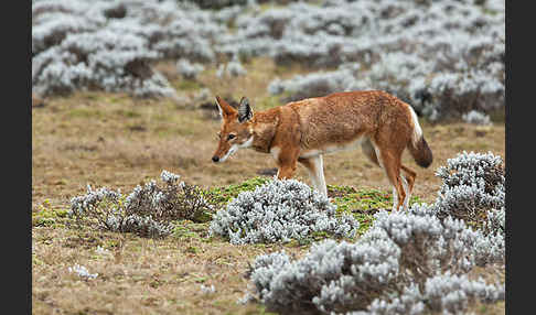 Äthiopischer Wolf (Canis simensis)