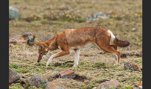 Äthiopischer Wolf (Canis simensis)