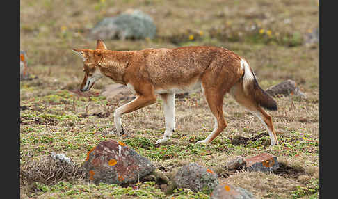 Äthiopischer Wolf (Canis simensis)