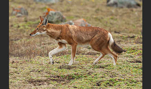 Äthiopischer Wolf (Canis simensis)