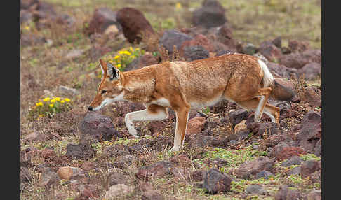 Äthiopischer Wolf (Canis simensis)