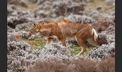 Äthiopischer Wolf (Canis simensis)