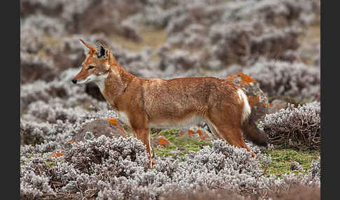 Äthiopischer Wolf (Canis simensis)