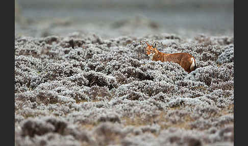 Äthiopischer Wolf (Canis simensis)