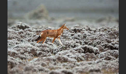 Äthiopischer Wolf (Canis simensis)