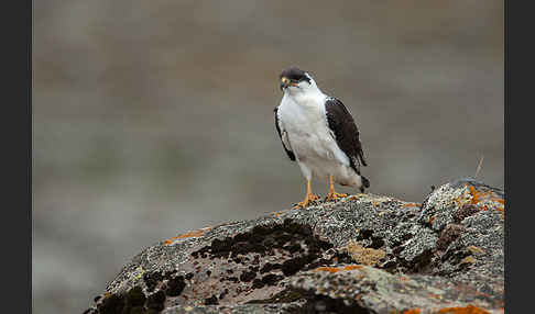 Augurbussard (Buteo augur)