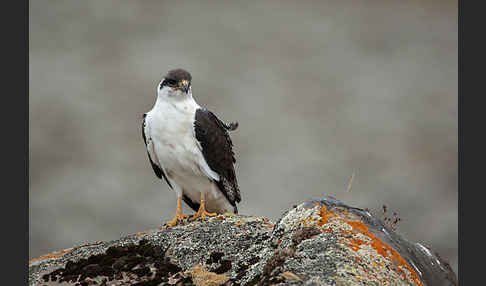 Augurbussard (Buteo augur)