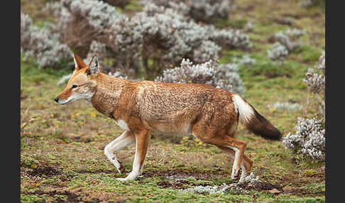 Äthiopischer Wolf (Canis simensis)