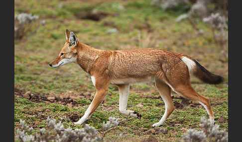 Äthiopischer Wolf (Canis simensis)