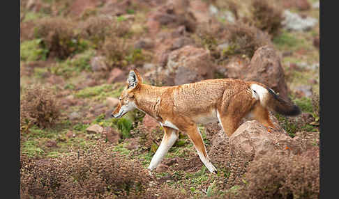 Äthiopischer Wolf (Canis simensis)