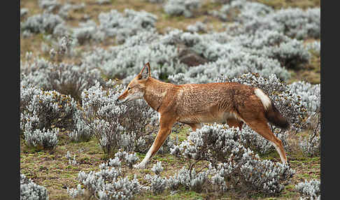Äthiopischer Wolf (Canis simensis)