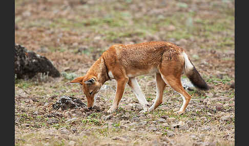 Äthiopischer Wolf (Canis simensis)