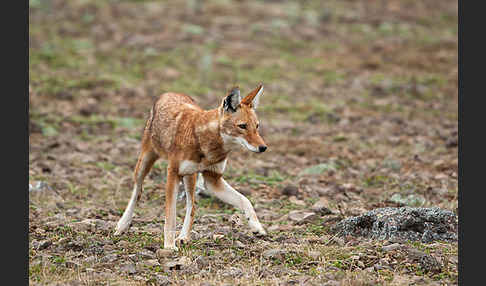 Äthiopischer Wolf (Canis simensis)