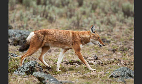 Äthiopischer Wolf (Canis simensis)