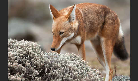 Äthiopischer Wolf (Canis simensis)