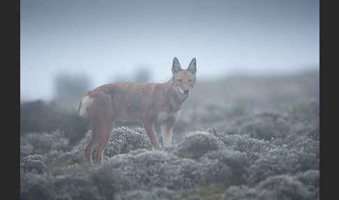 Äthiopischer Wolf (Canis simensis)