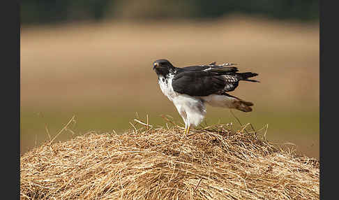 Augurbussard (Buteo augur)