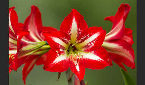 Amaryllis-Lilie (Amaryllis pardisicola)