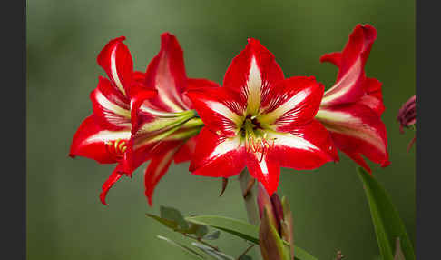 Amaryllis-Lilie (Amaryllis pardisicola)