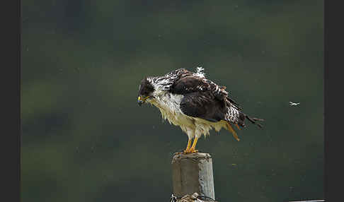 Augurbussard (Buteo augur)