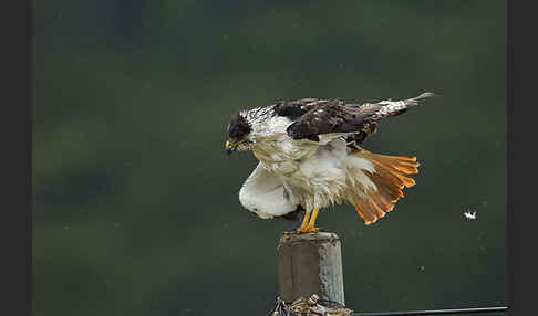 Augurbussard (Buteo augur)