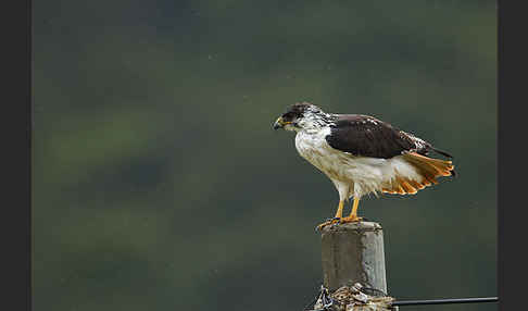 Augurbussard (Buteo augur)