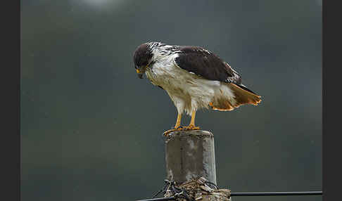 Augurbussard (Buteo augur)