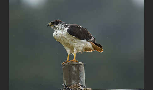 Augurbussard (Buteo augur)