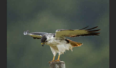 Augurbussard (Buteo augur)