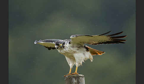 Augurbussard (Buteo augur)