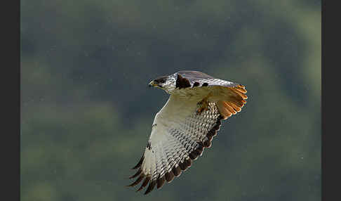 Augurbussard (Buteo augur)