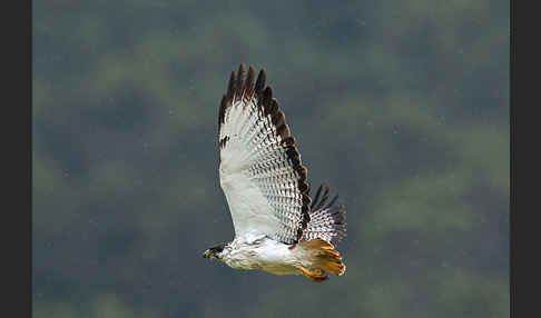 Augurbussard (Buteo augur)