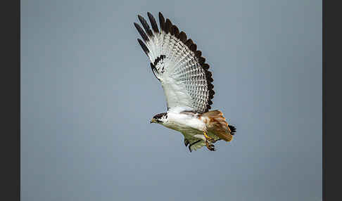 Augurbussard (Buteo augur)