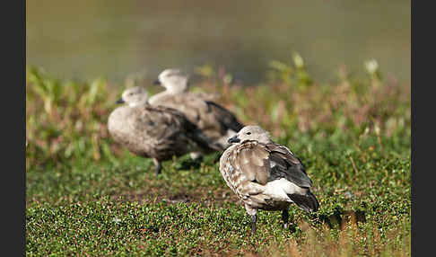 Blauflügelgans (Cyanochen cyanoptera)