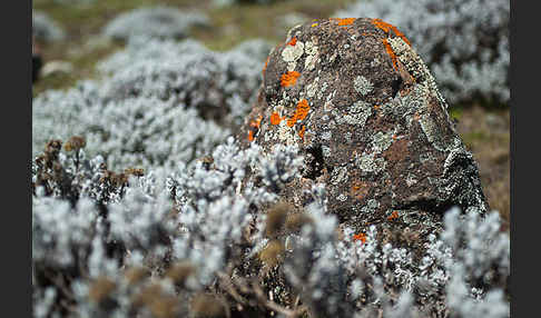 Aethiopien (Ethiopia)