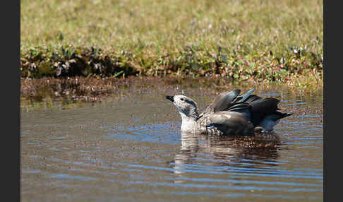 Blauflügelgans (Cyanochen cyanoptera)