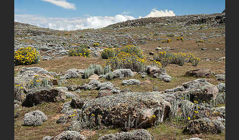 Aethiopien (Ethiopia)