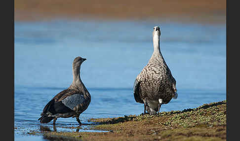 Blauflügelgans (Cyanochen cyanoptera)