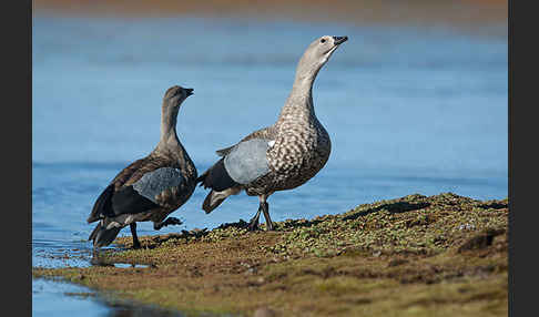 Blauflügelgans (Cyanochen cyanoptera)