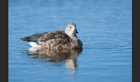 Blauflügelgans (Cyanochen cyanoptera)