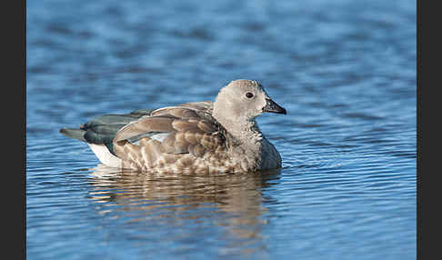 Blauflügelgans (Cyanochen cyanoptera)