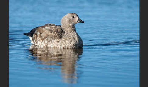 Blauflügelgans (Cyanochen cyanoptera)