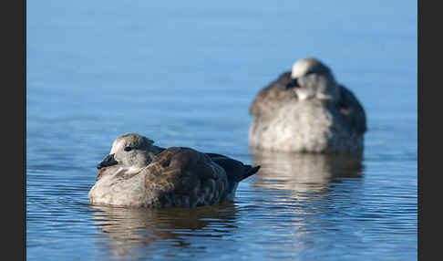 Blauflügelgans (Cyanochen cyanoptera)