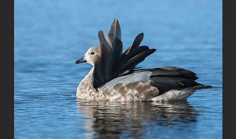 Blauflügelgans (Cyanochen cyanoptera)