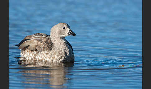 Blauflügelgans (Cyanochen cyanoptera)