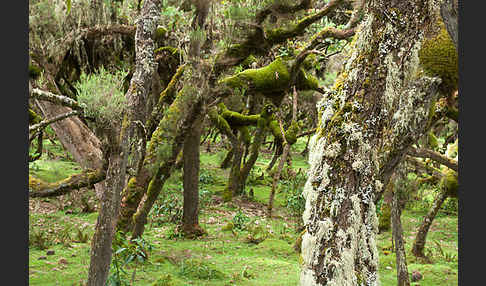 Aethiopien (Ethiopia)