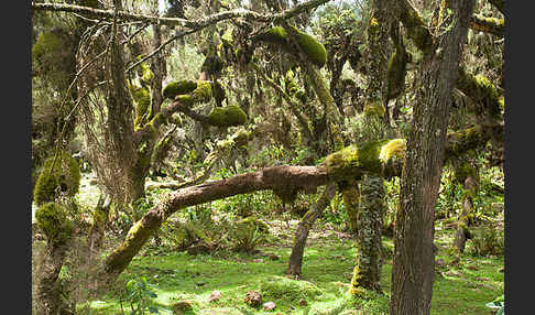 Aethiopien (Ethiopia)