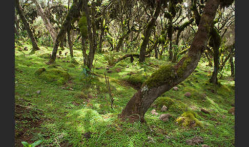 Aethiopien (Ethiopia)